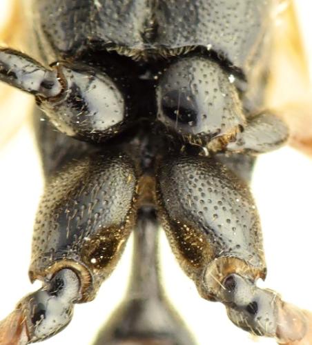 Réf. 302 453 : Coelichneumon validus